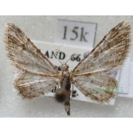 Gymnoscelis rufifasciata (Haworth, 1809) Grotniczek rudopasek Finland15k